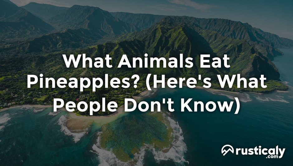 what animals eat pineapples