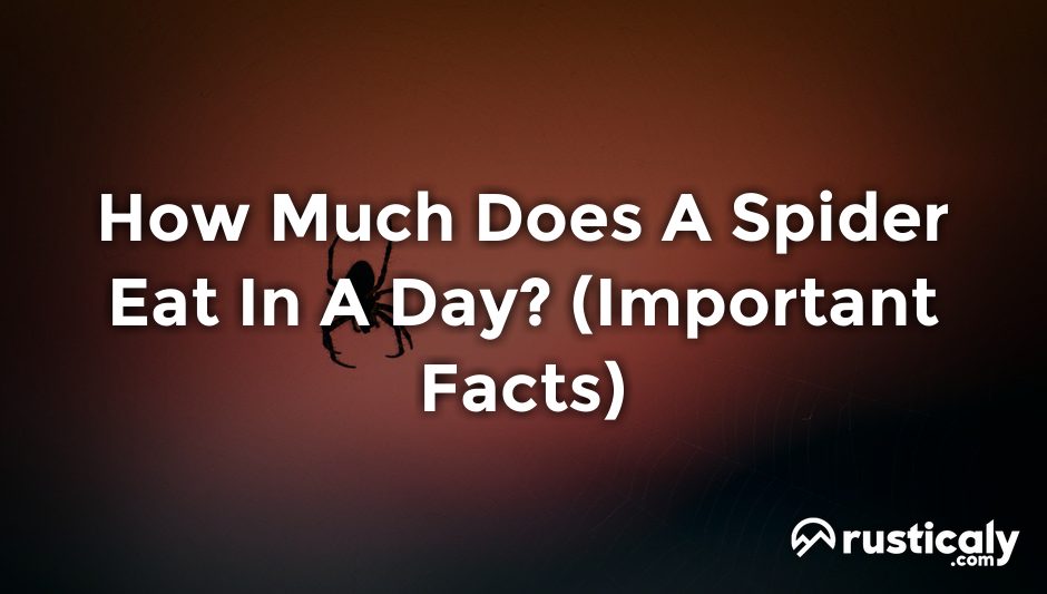 how much does a spider eat in a day