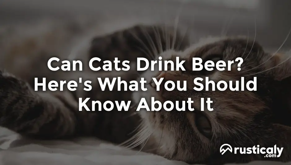 can cats drink beer