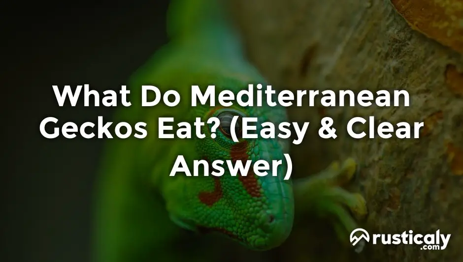 what do mediterranean geckos eat
