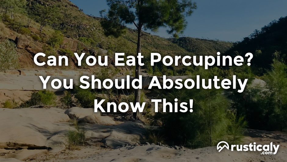 can you eat porcupine