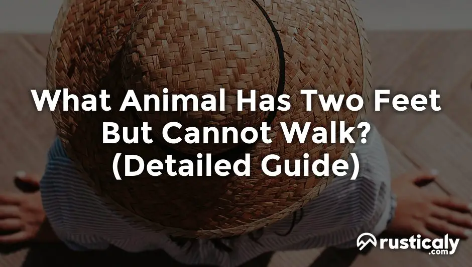 what animal has two feet but cannot walk