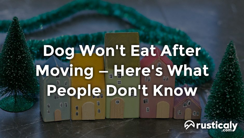 dog won't eat after moving