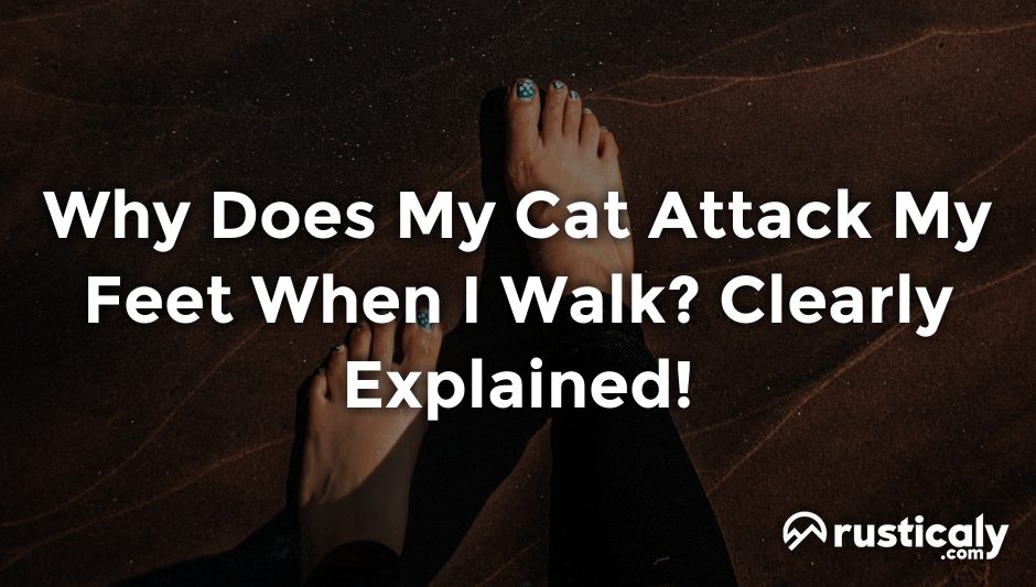 why does my cat attack my feet when i walk