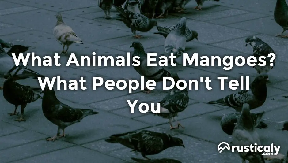 what animals eat mangoes