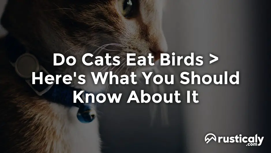 do cats eat birds