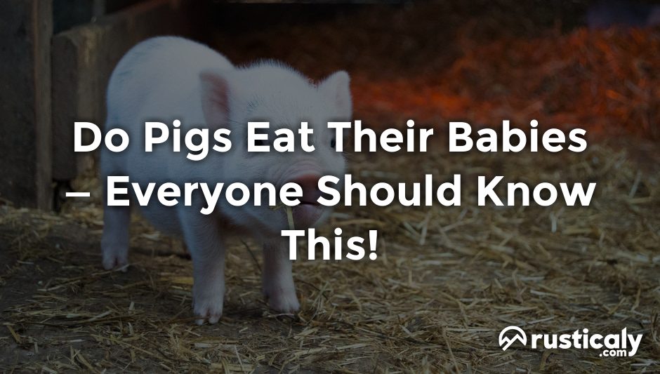 do pigs eat their babies