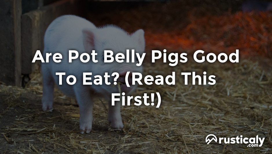 are pot belly pigs good to eat