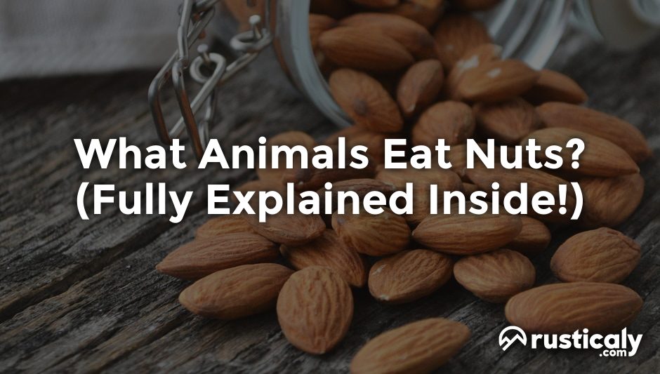 what animals eat nuts