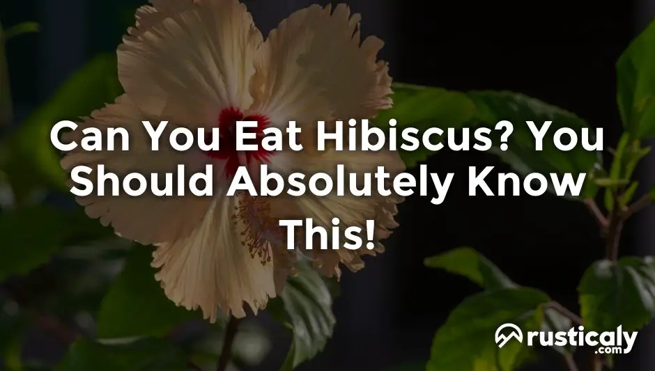 can you eat hibiscus