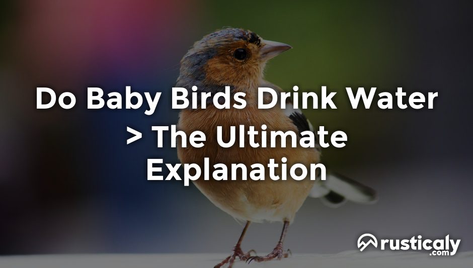 do baby birds drink water