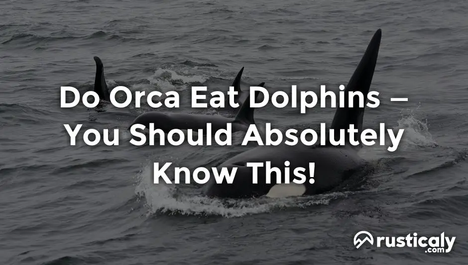 do orca eat dolphins