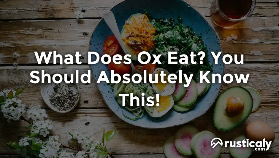 what does ox eat