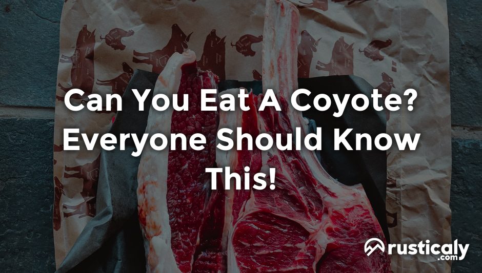 can you eat a coyote