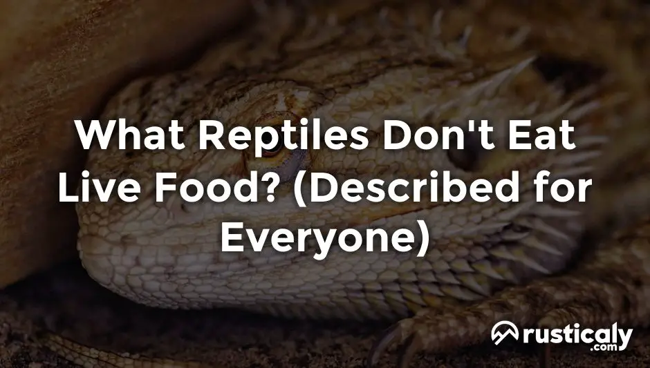 what reptiles don't eat live food