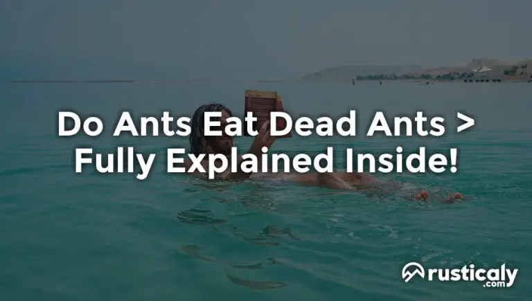do ants eat dead ants