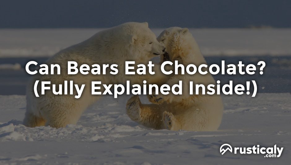 can bears eat chocolate