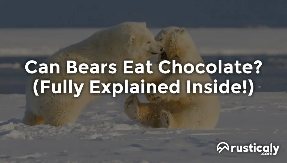 can bears eat chocolate