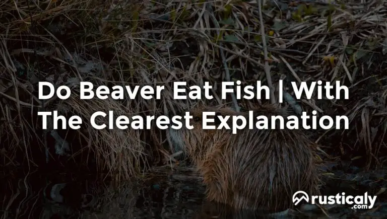 do beaver eat fish