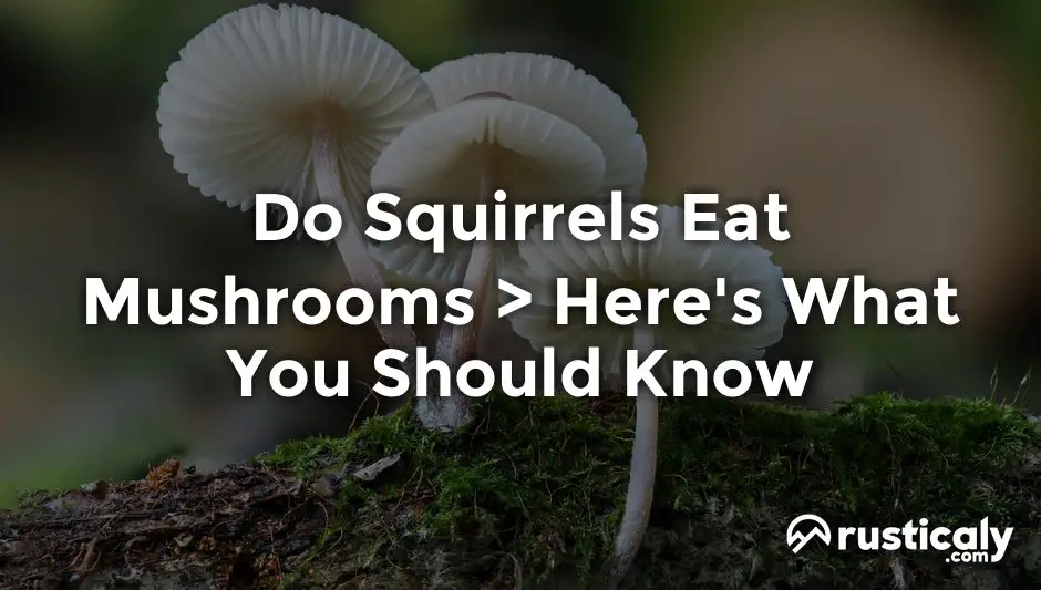 do squirrels eat mushrooms