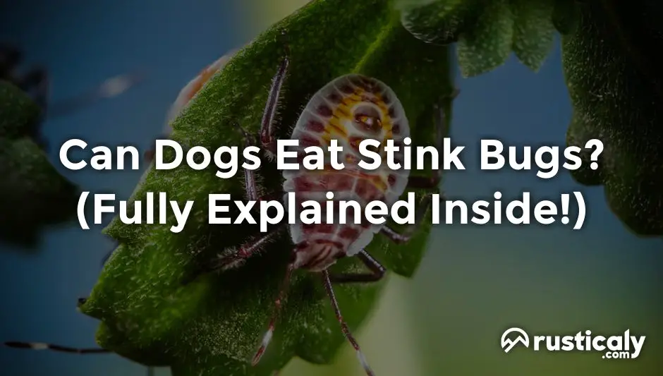 can dogs eat stink bugs