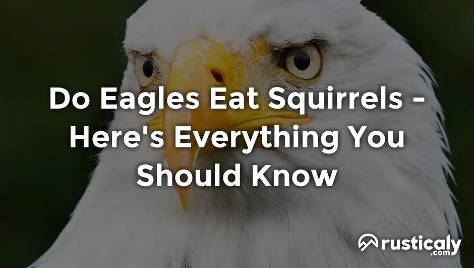 do eagles eat squirrels