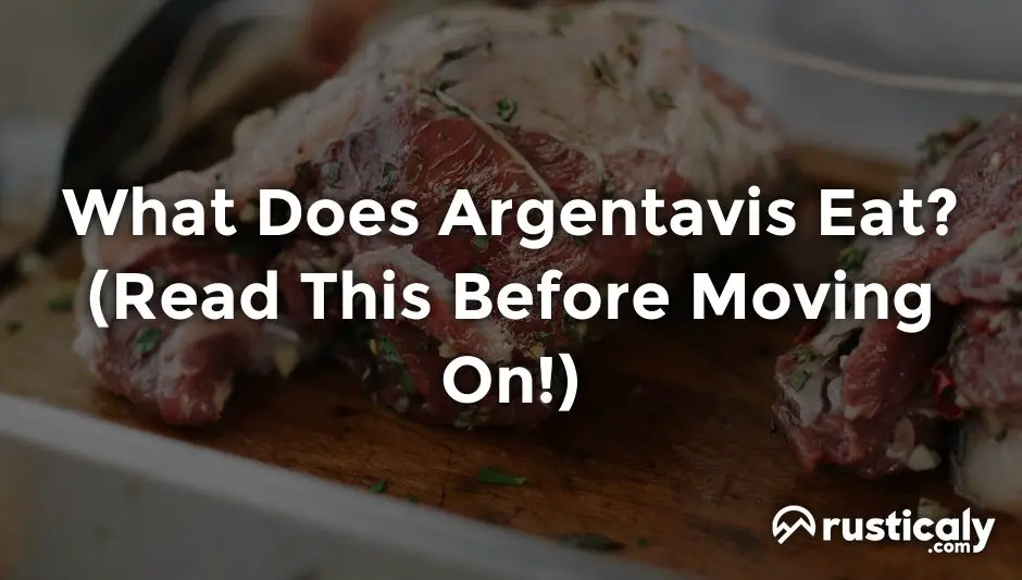 what does argentavis eat