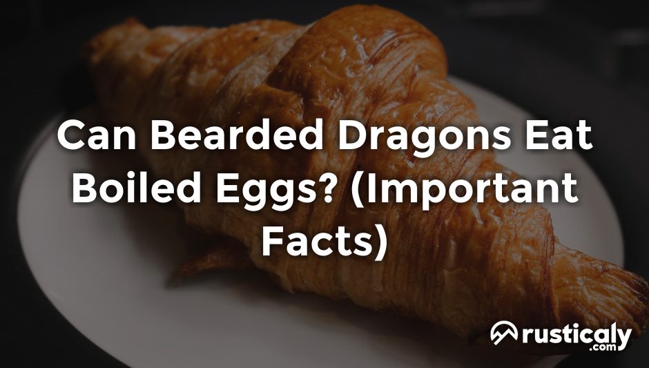 can bearded dragons eat boiled eggs