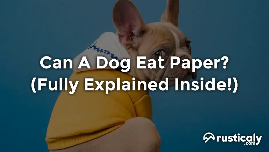 can a dog eat paper