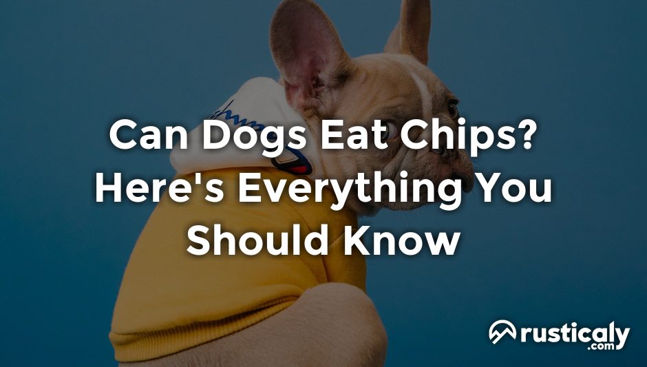 can dogs eat chips