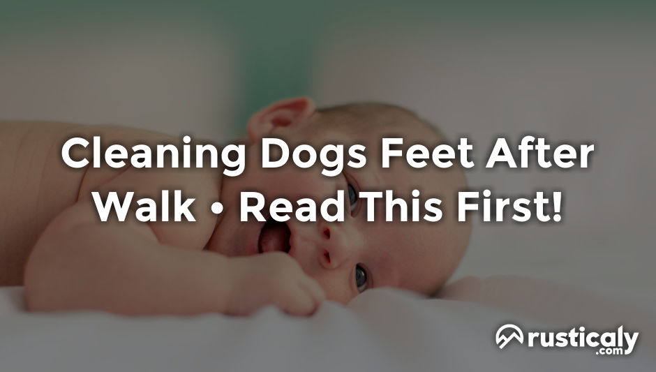 cleaning dogs feet after walk