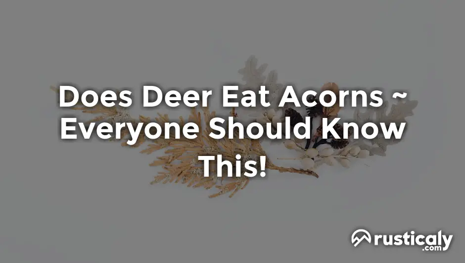 does deer eat acorns