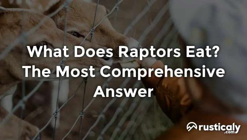 what does raptors eat