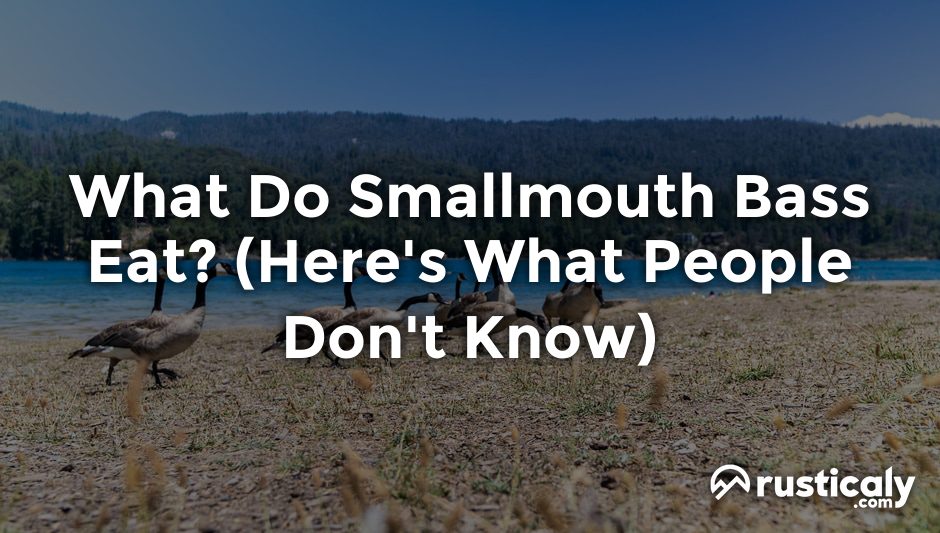what do smallmouth bass eat