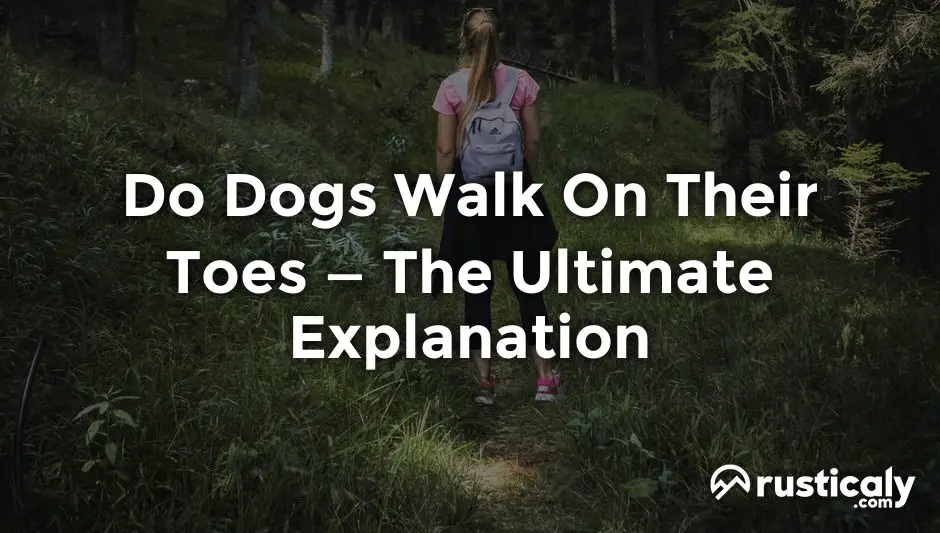 do dogs walk on their toes