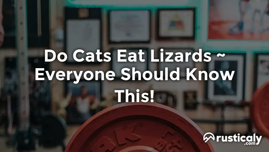 do cats eat lizards