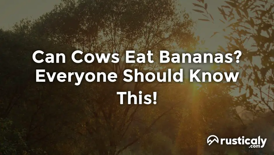 can cows eat bananas