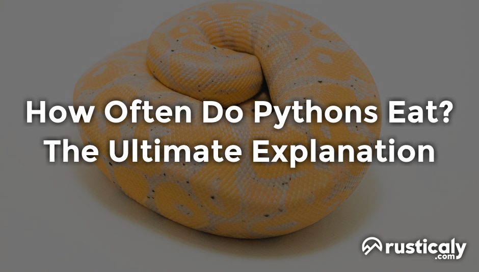 how often do pythons eat