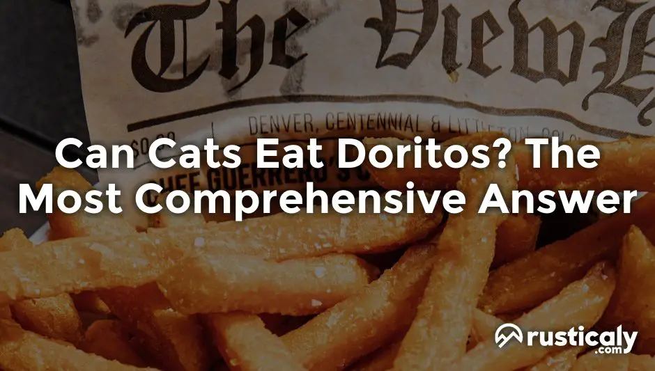 can cats eat doritos
