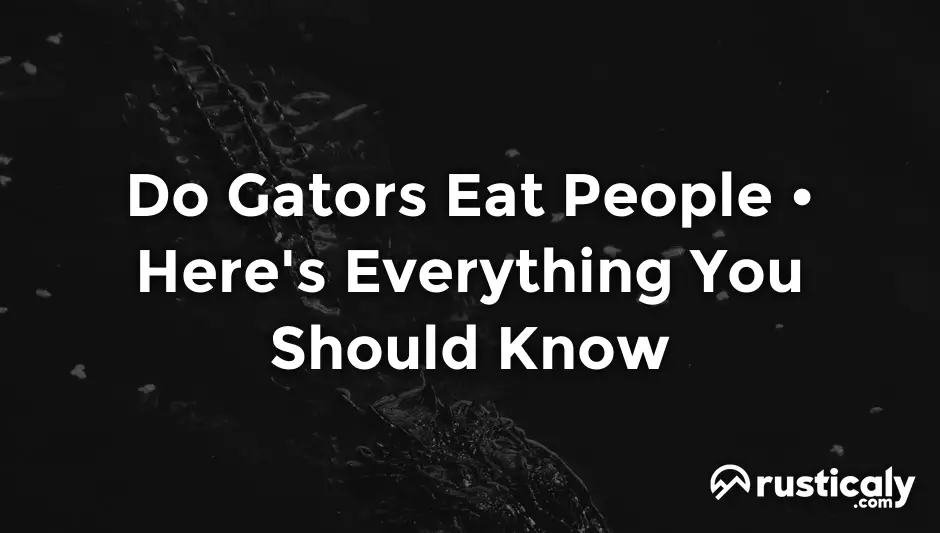 do gators eat people