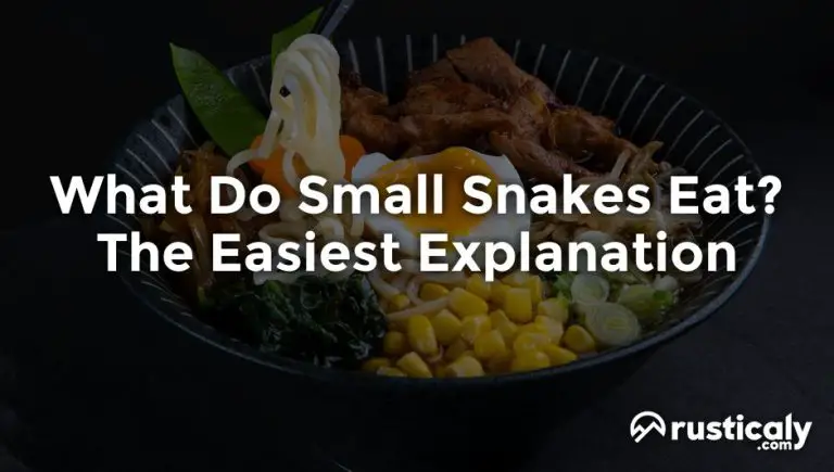 what do small snakes eat