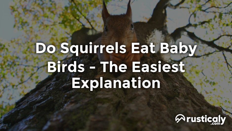 do squirrels eat baby birds