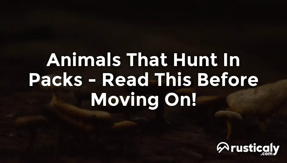 animals that hunt in packs
