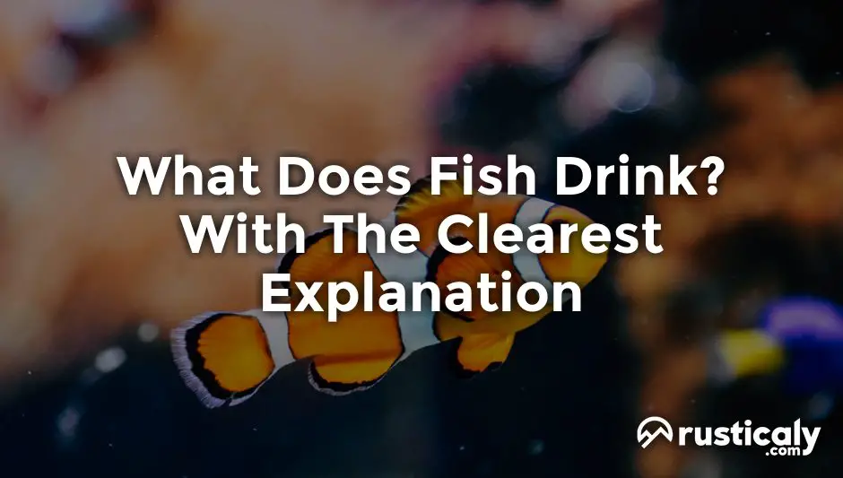 what does fish drink