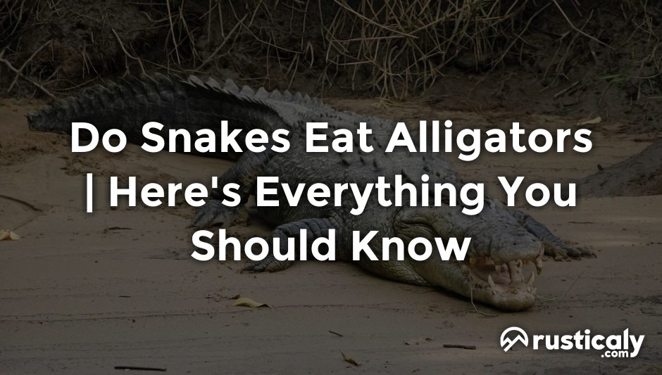 do snakes eat alligators