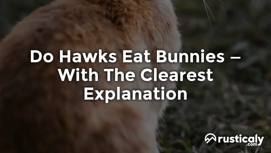 do hawks eat bunnies