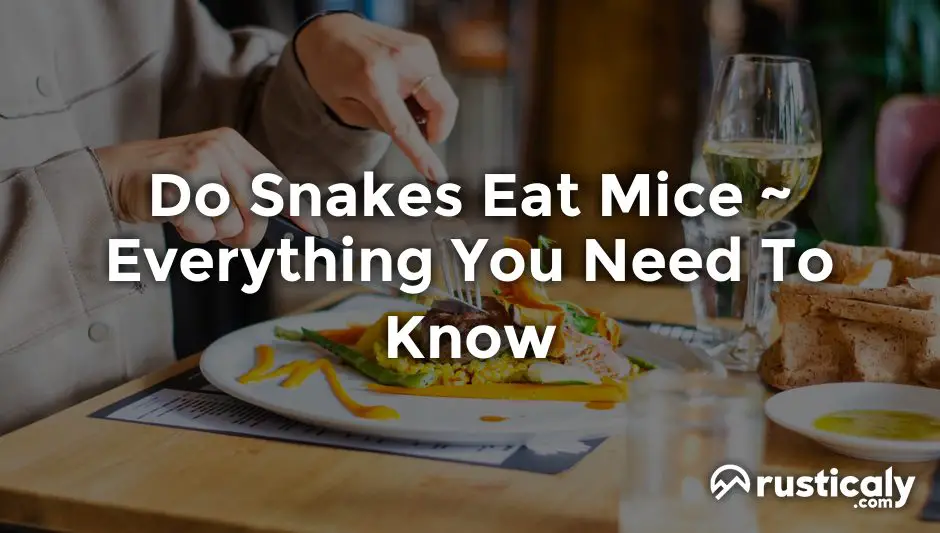 do snakes eat mice