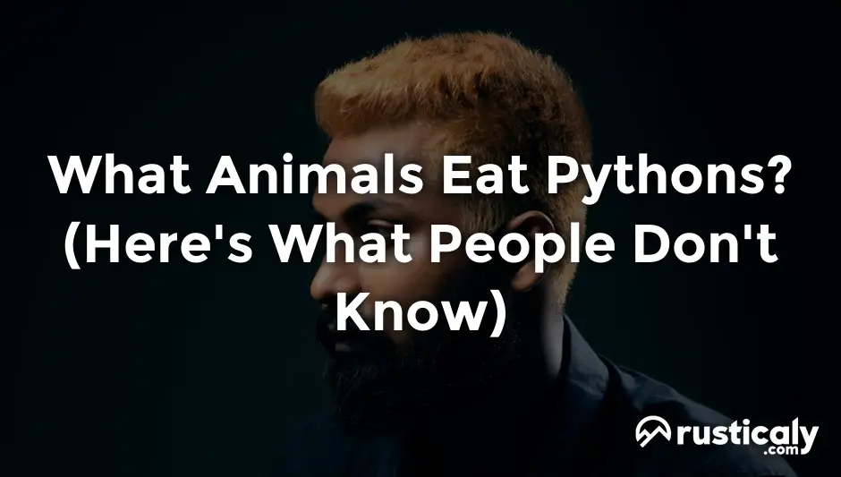 what animals eat pythons