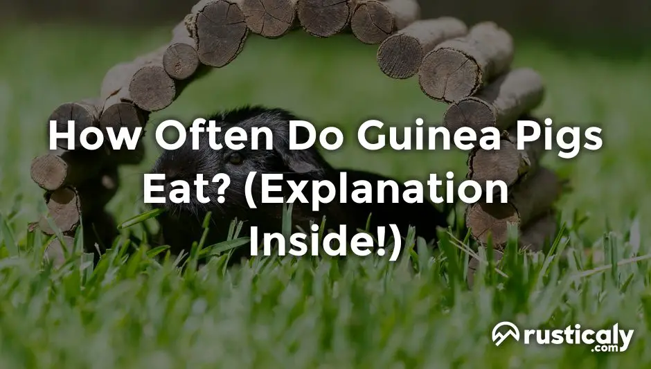 how often do guinea pigs eat