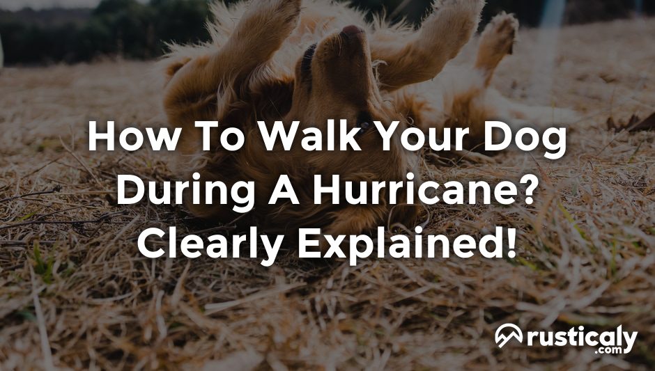 How To Walk Your Dog During A Hurricane? (Complete Answer)